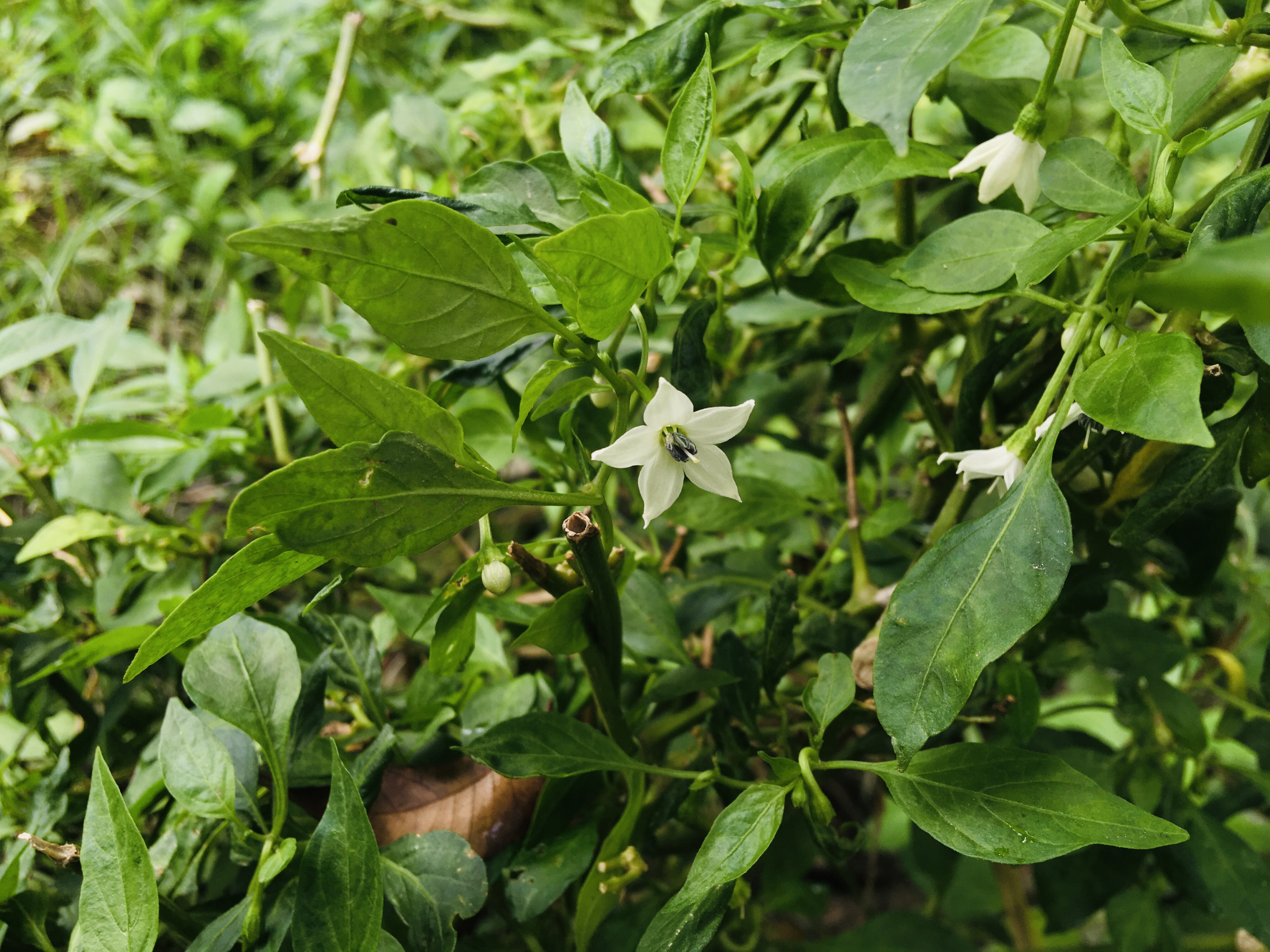 White chilli flower on a lush green plant