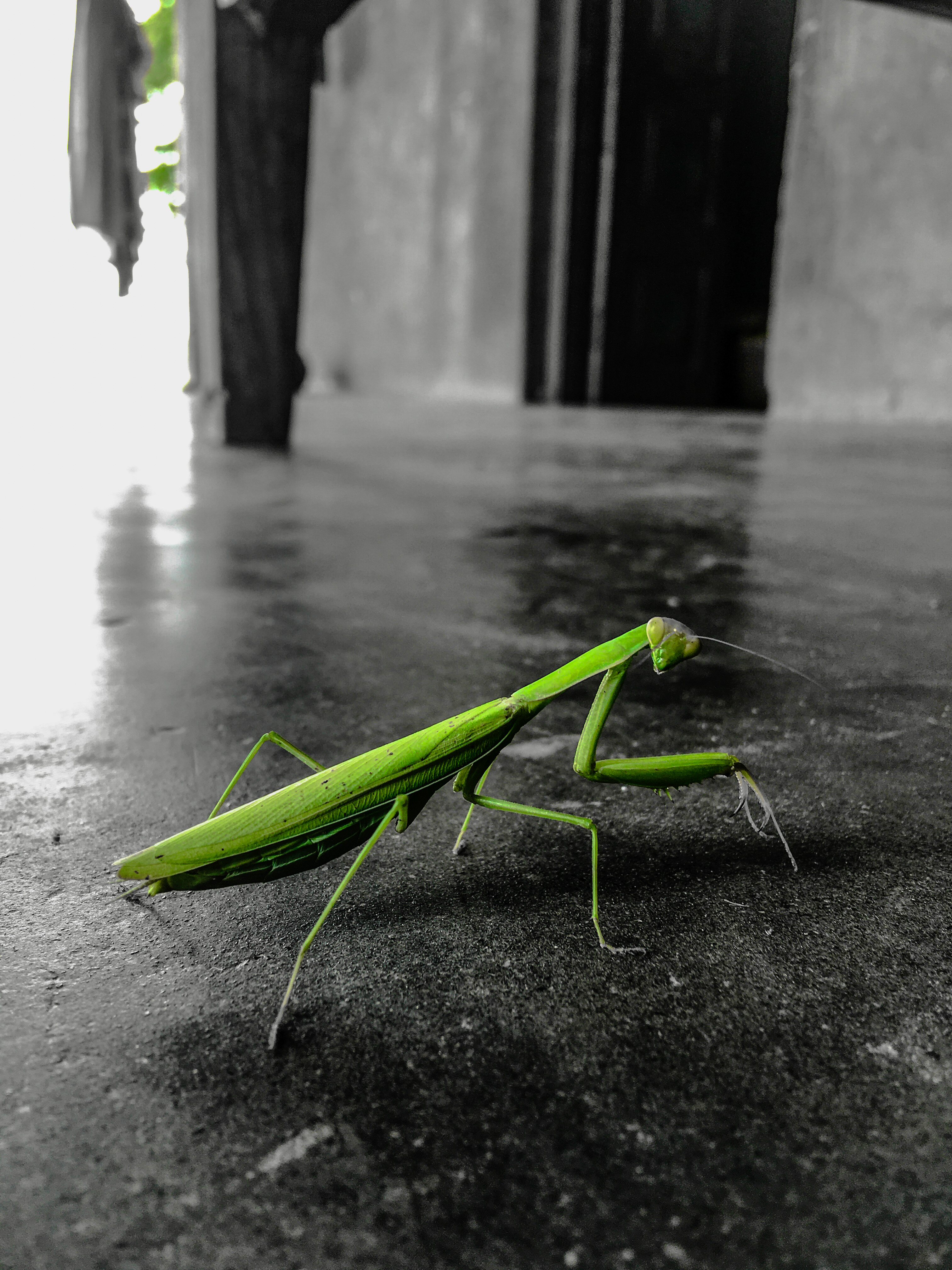 Praying mantis — a shot by Rahul