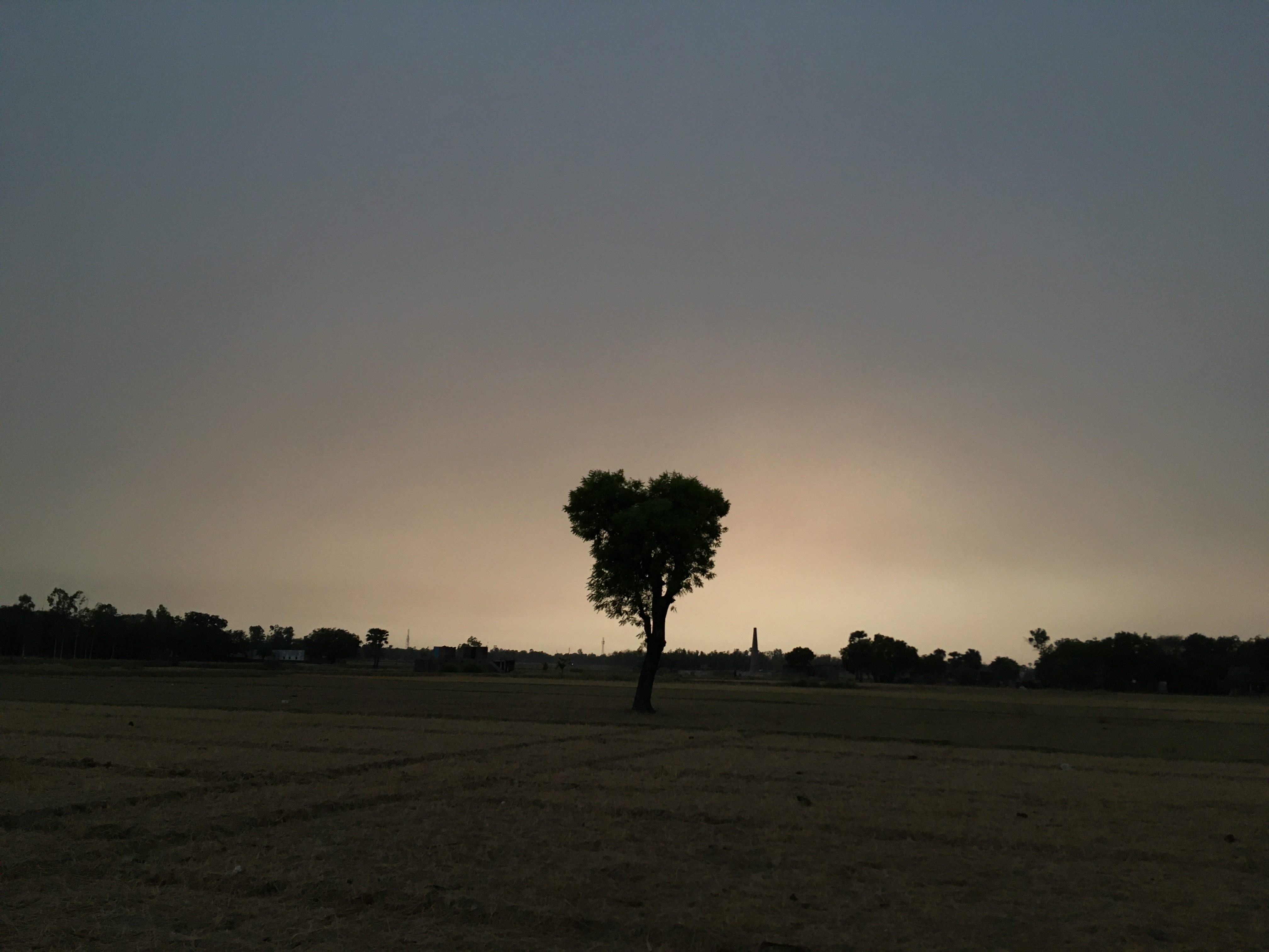 Lone tree silhouette against a soft dusk sky over an open field